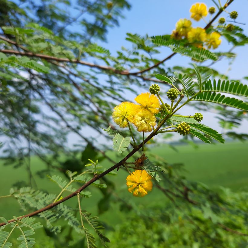 Vachellia farnesiana - Gaggìa (Fioritura)