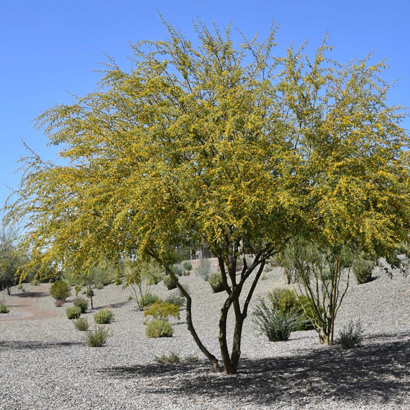 Vachellia farnesiana - Gaggìa (Porto)