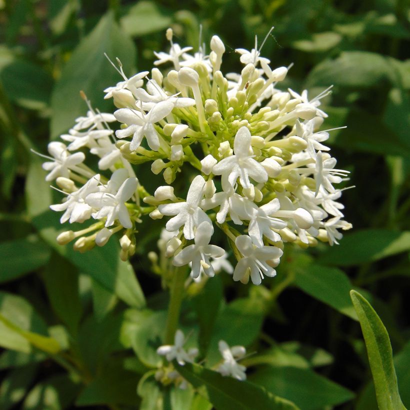 Centranthus ruber Albus - Valeriana bianca (Flowering)