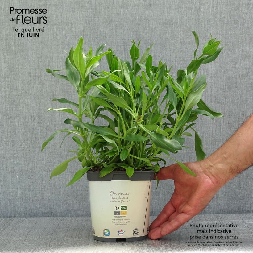 Example of Centranthus ruber Albus - Valeriana bianca Vaso da 2L/3L as you get in printemps