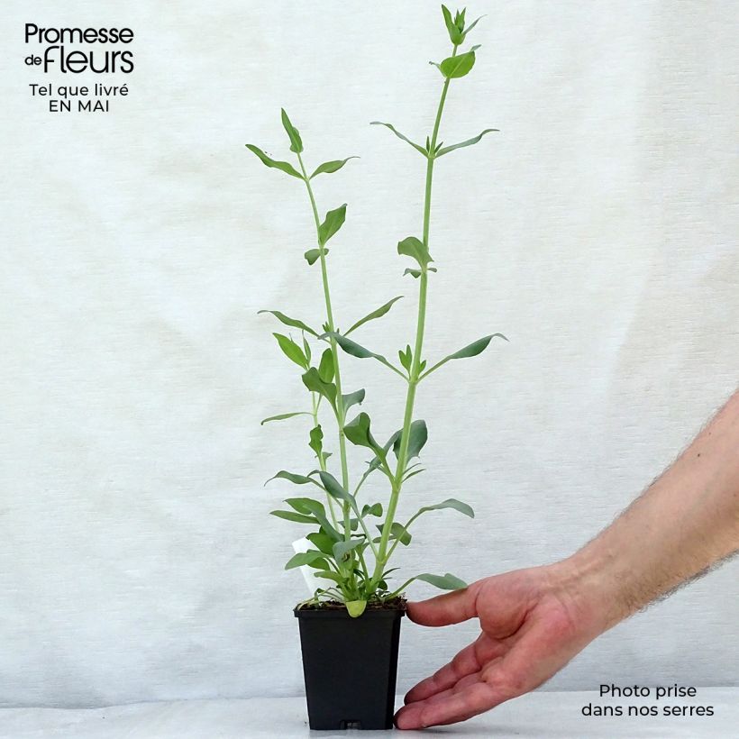 Example of Centranthus ruber Albus - Valeriana bianca Vasetto da 8/9 cm as you get in printemps