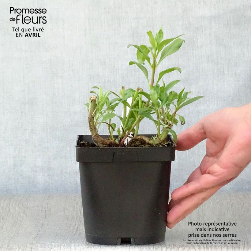 Centranthus ruber - Valeriana rossa Vaso da 2L/3L esemplare consegnato in primavera