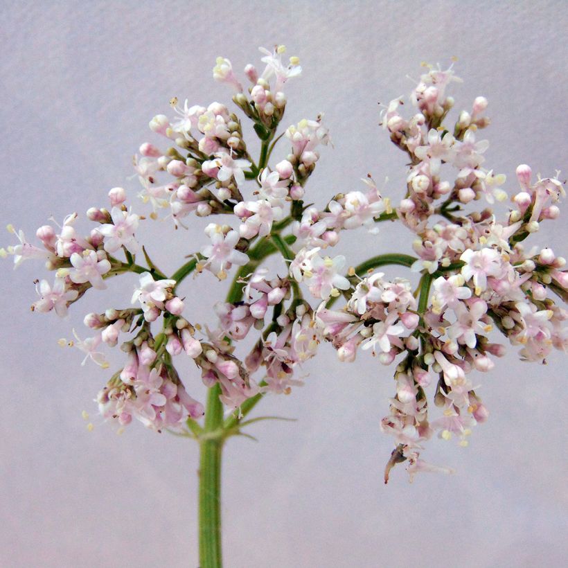 Valeriana officinalis - Valeriana comune (Flowering)
