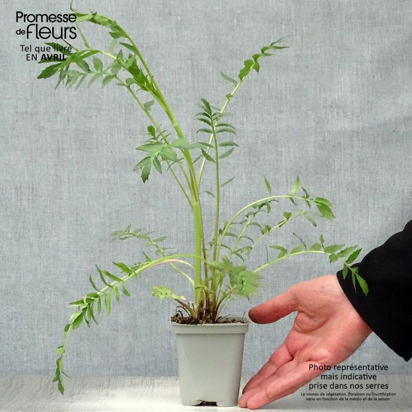 Example of Valeriana officinalis - Valeriana comune Vasetto da 8/9 cm as you get in printemps