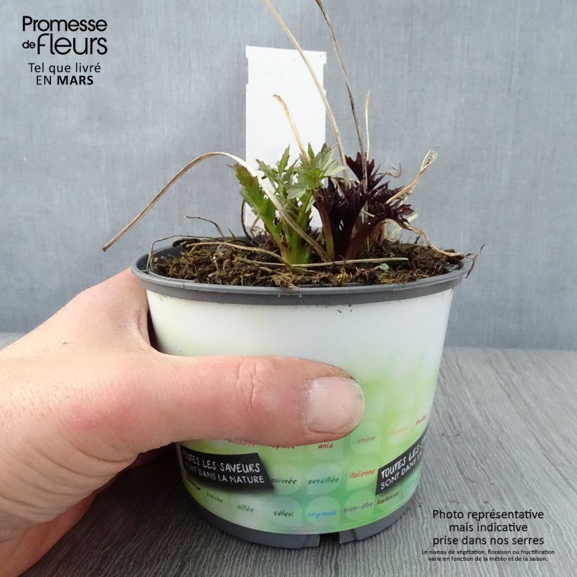 Example of Valeriana officinalis - Valeriana comune Vaso da 2L/3L as you get in printemps