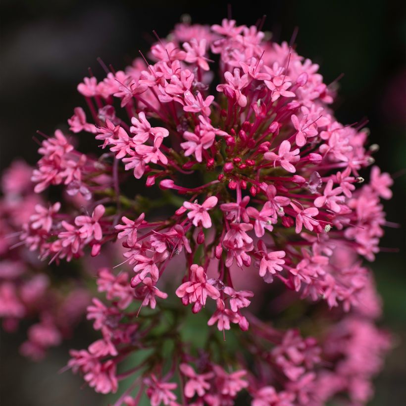 Centranthus ruber Coccineus - Valeriana rossa (Flowering)