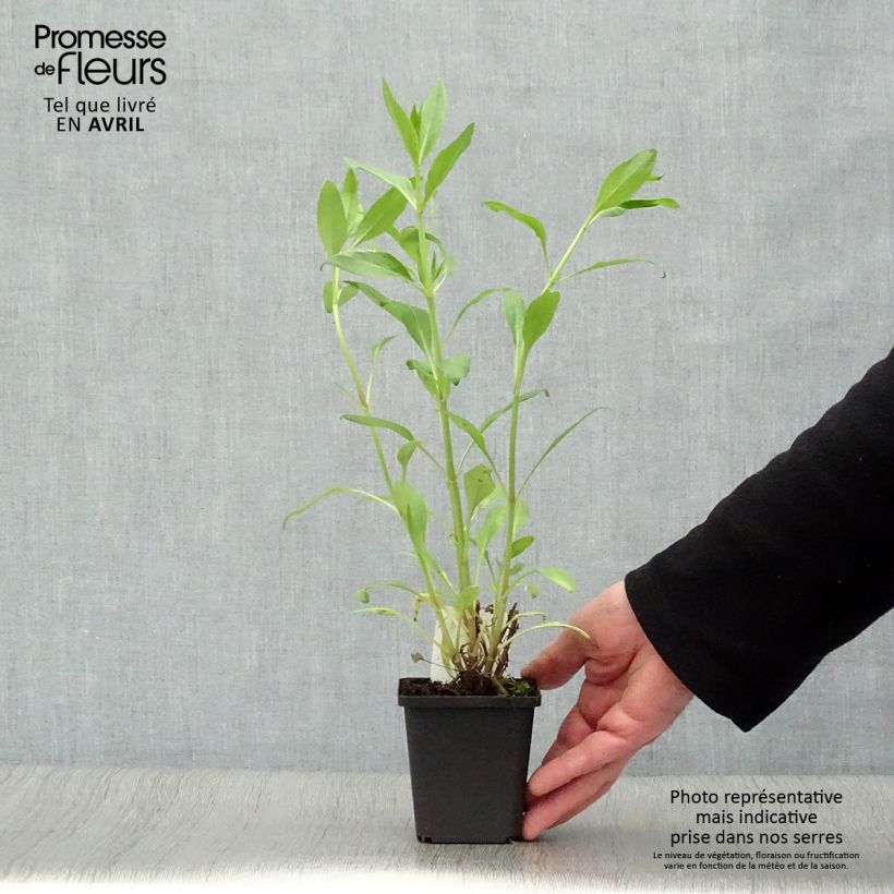 Example of Centranthus ruber Coccineus - Valeriana rossa Vasetto da 8/9 cm as you get in printemps