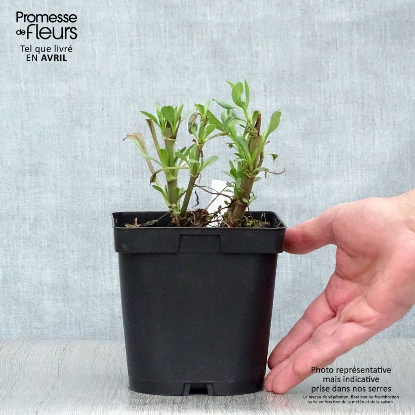 Example of Centranthus ruber Coccineus - Valeriana rossa Vaso da 2L/3L as you get in printemps