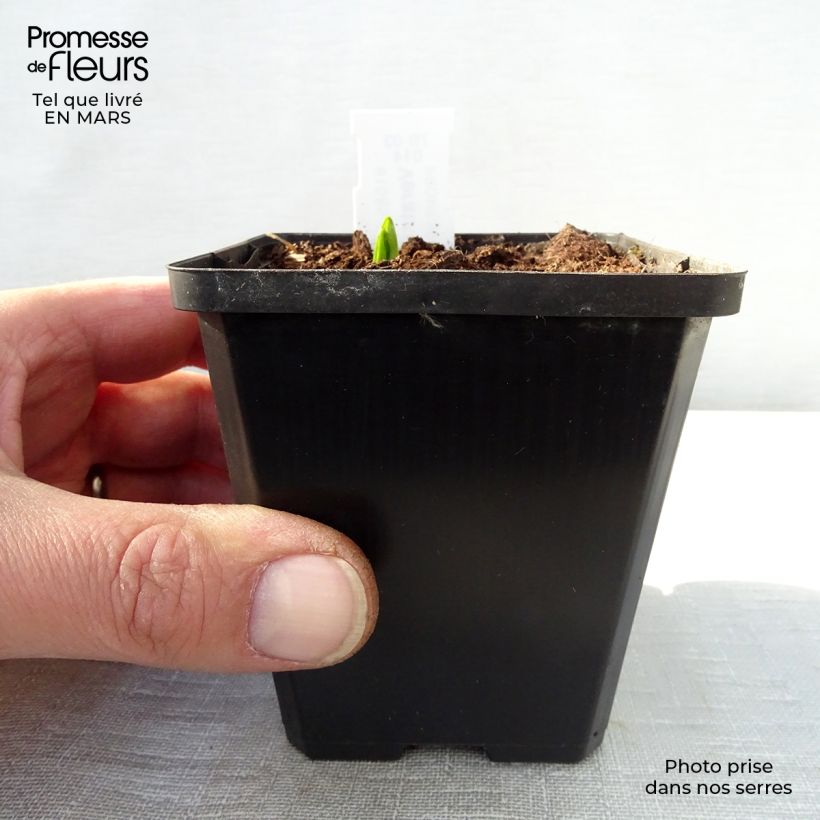 Veratrum nigrum - Veratro nero Vasetto da 8/9 cm esemplare consegnato in primavera