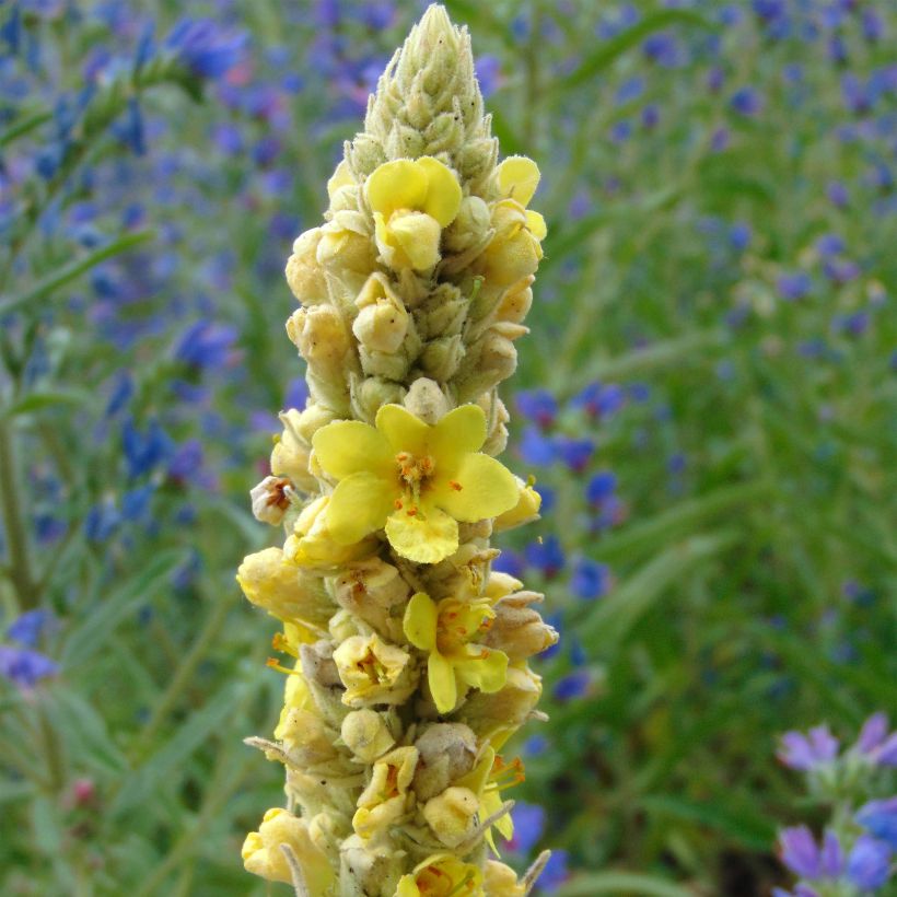 Verbascum thapsus - Verbasco tasso-barbasso (Fioritura)