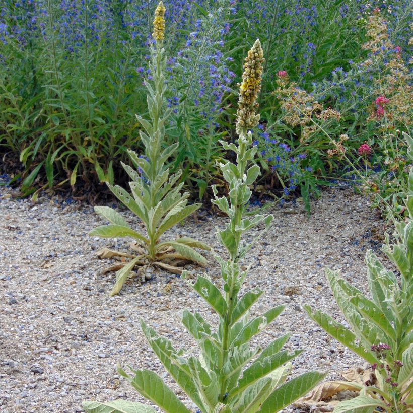 Verbascum thapsus - Verbasco tasso-barbasso (Porto)