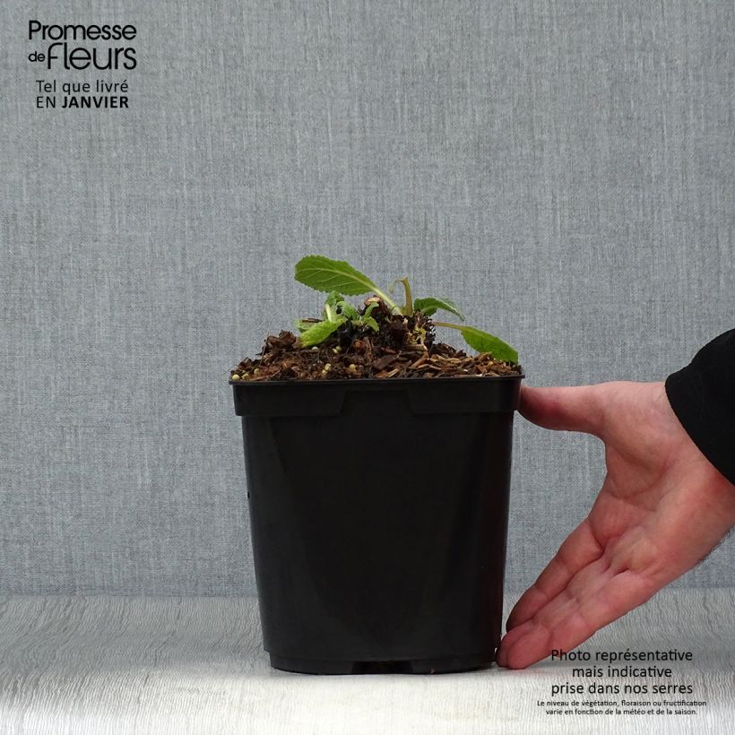 Verbascum Dark Eyes - Verbasco Vaso da 2L/3L esemplare consegnato in inverno