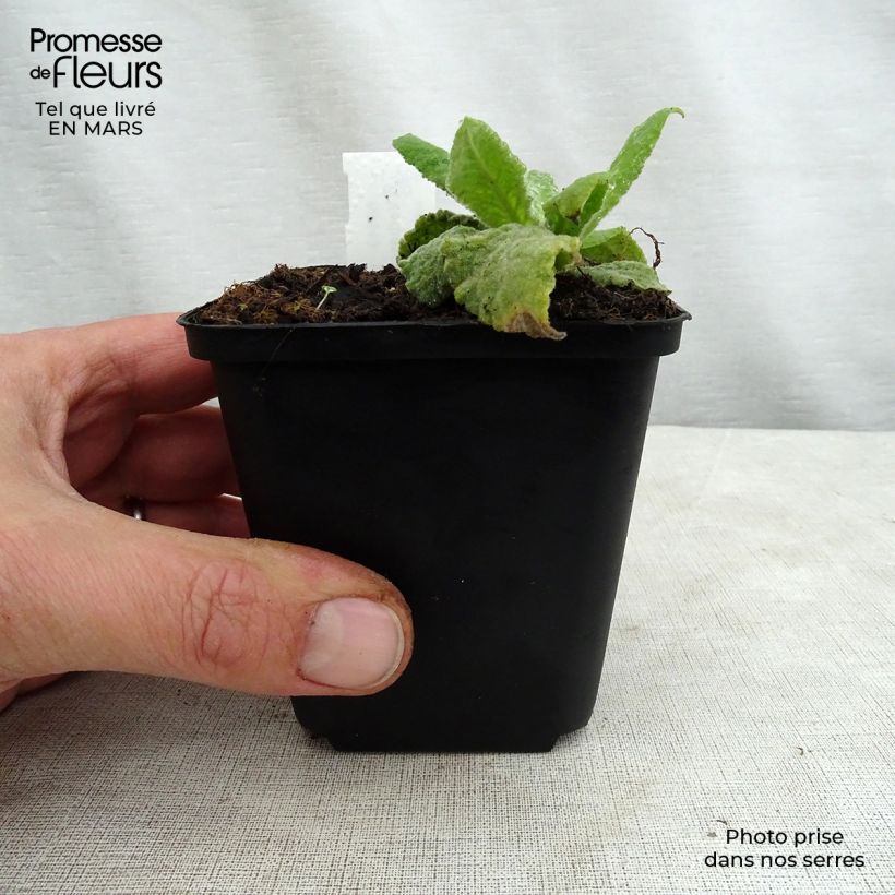 Example of Verbascum Gainsborough - Verbasco Vasetto da 8/9 cm as you get in printemps