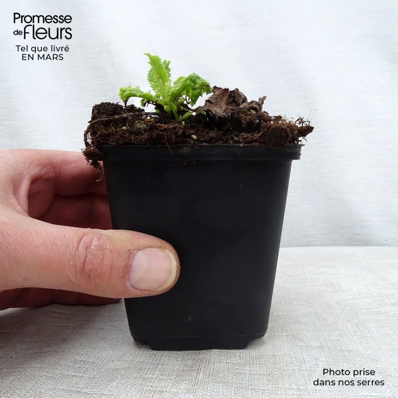 Example of Verbascum Cotswold Queen - Verbasco Vasetto da 8/9 cm as you get in printemps