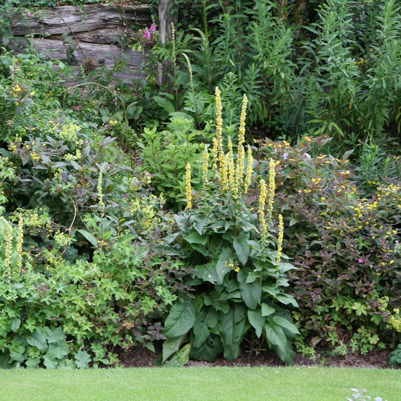 Verbascum Cotswold Queen - Verbasco (Plant habit)
