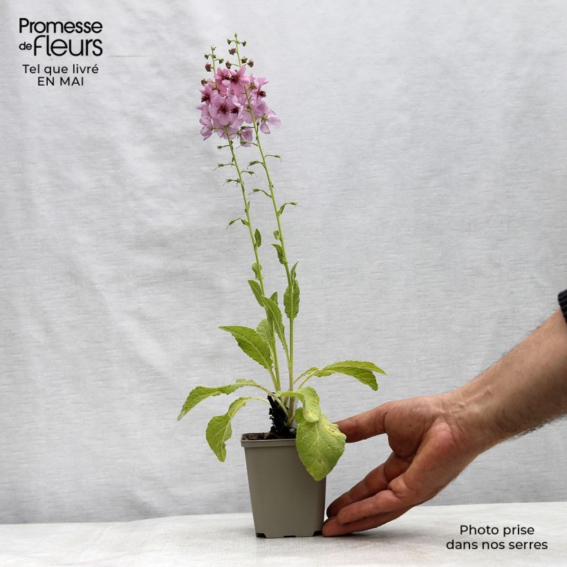 Example of Verbascum Rosie - Verbasco Vasetto da 8/9 cm as you get in printemps