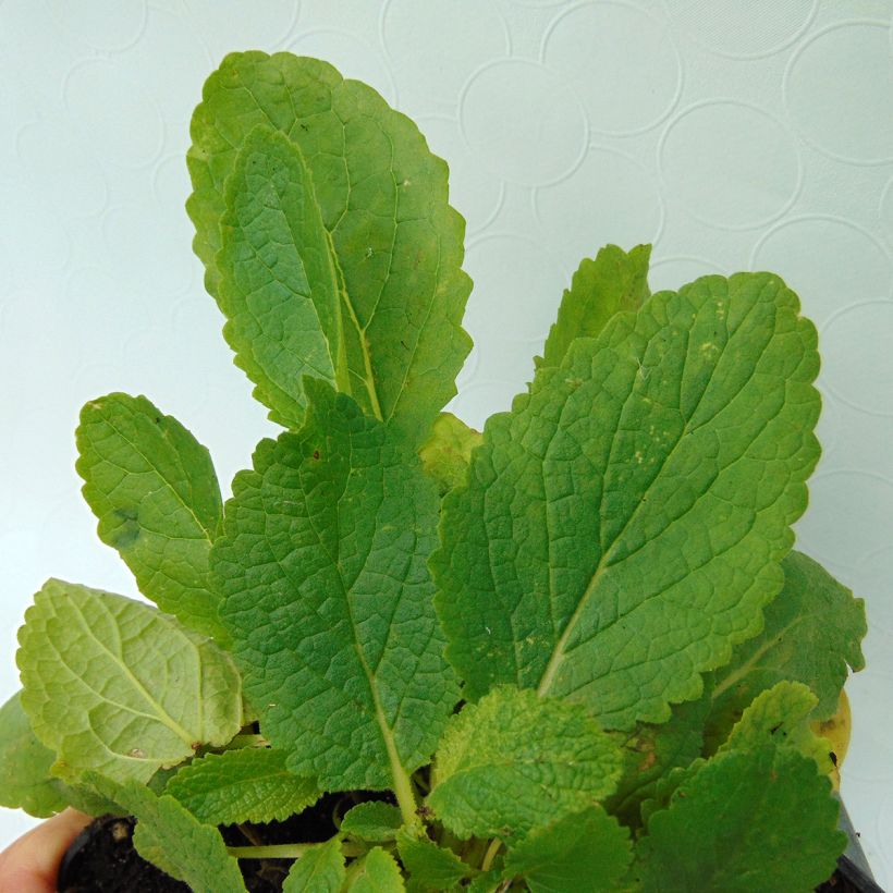 Verbascum chaixii White Domino - Verbasco di Chaix (Foliage)