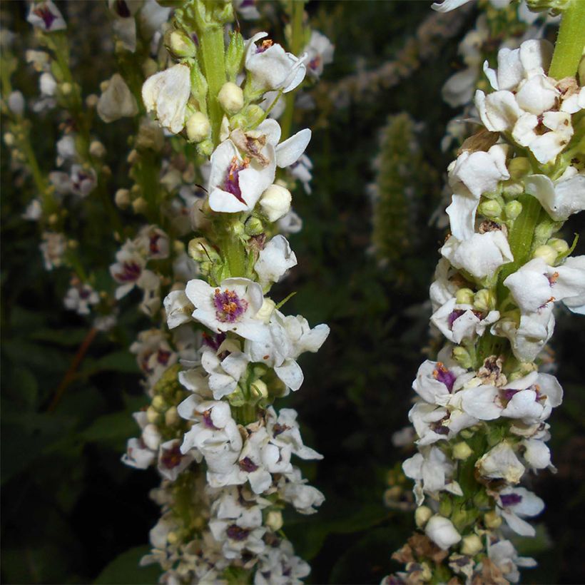 Verbascum chaixii Album - Verbasco di Chaix (Flowering)