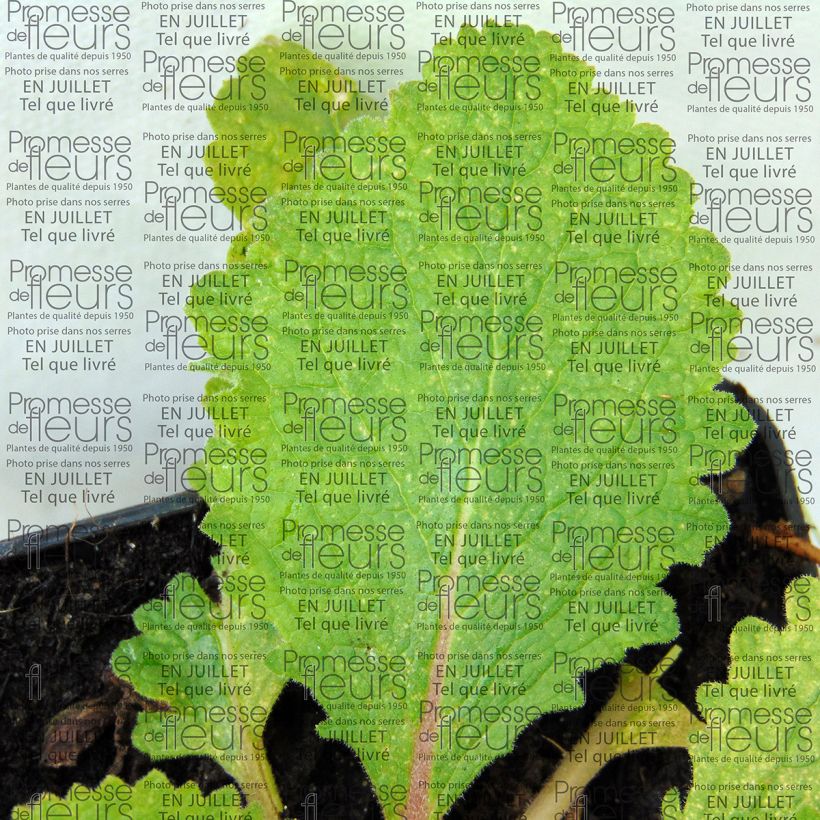 Verbascum Pink Domino - Verbasco (Foliage)