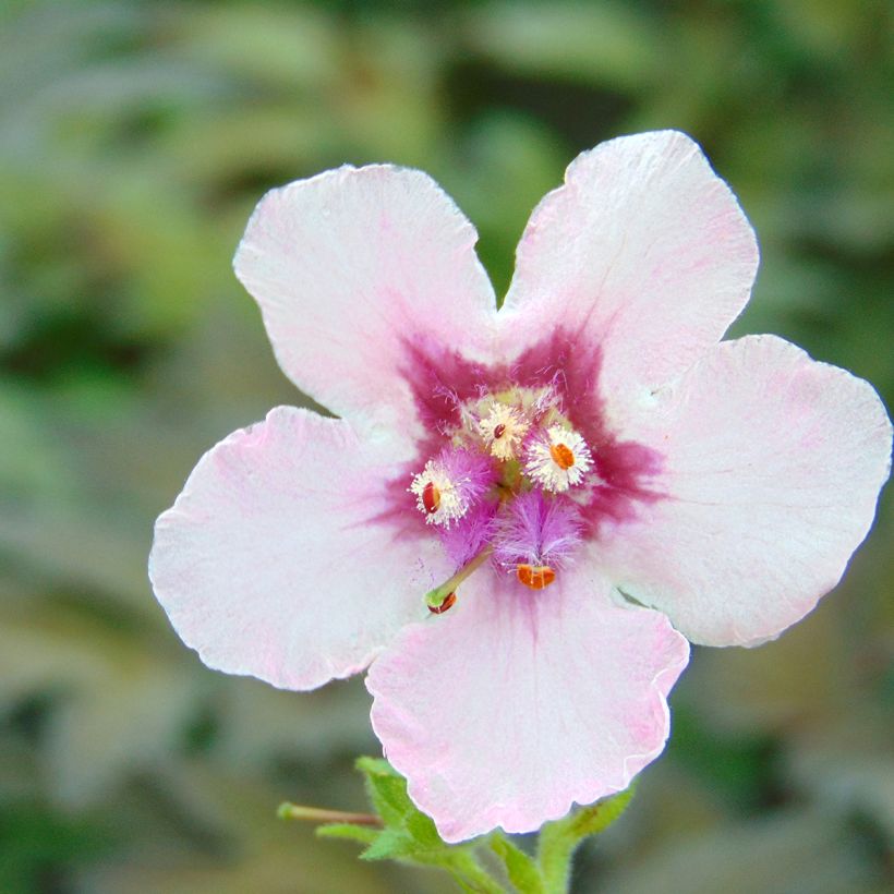 Verbascum Pink Domino - Verbasco (Flowering)