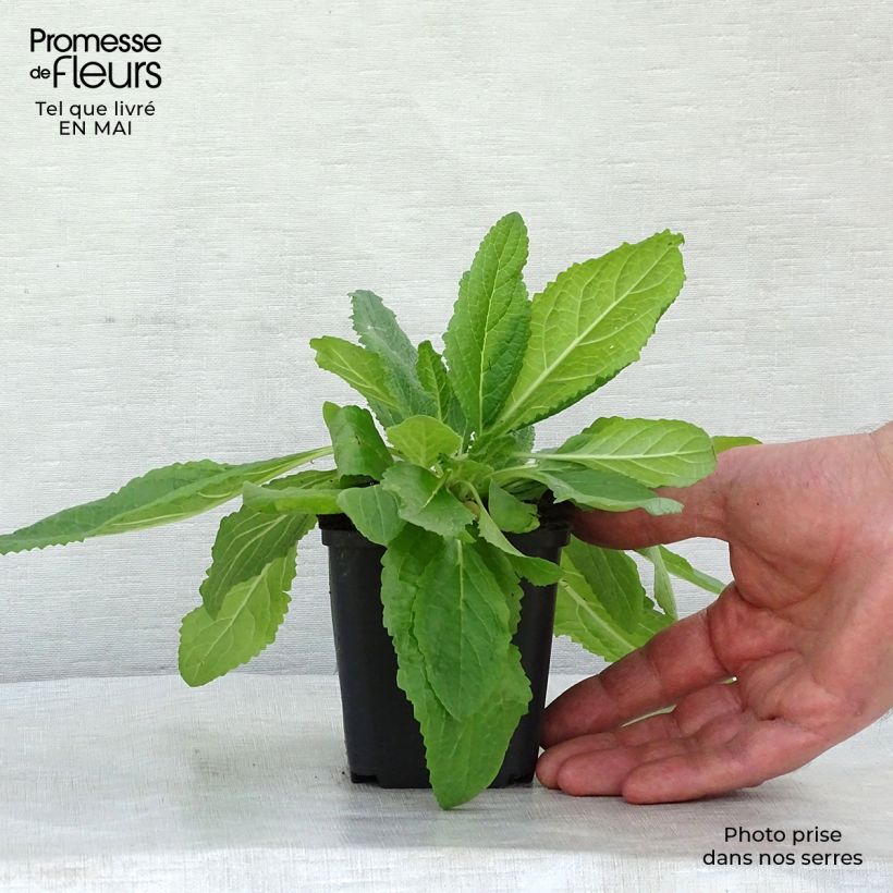 Verbascum phoeniceum Flush of White - Verbasco porporino Vasetto da 8/9 cm esemplare consegnato in primavera