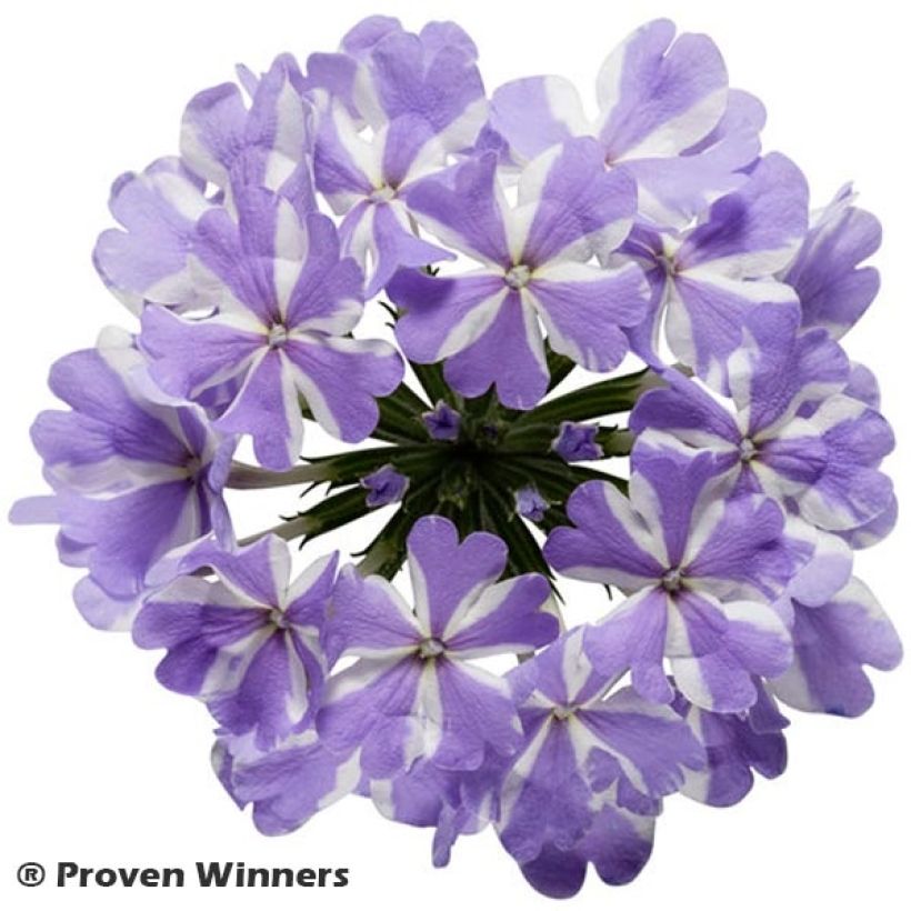 Verbena Virgo Lavender Star (Flowering)