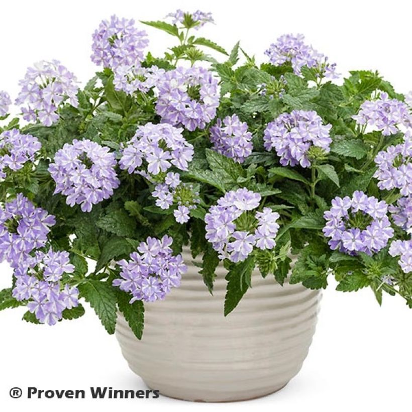 Verbena Virgo Lavender Star (Plant habit)