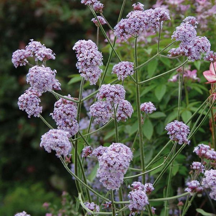 Verbena di Buenos Aires Cloud (Flowering)