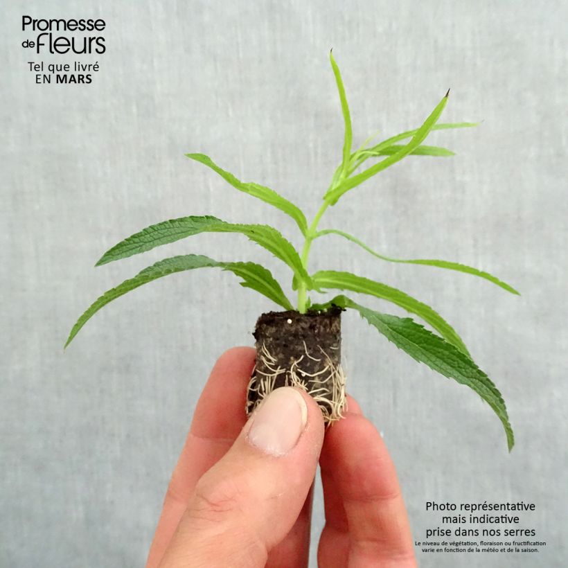 Example of Verbena di Buenos Aires Cloud Mini zolla Ø 1,5/2,5 cm as you get in printemps