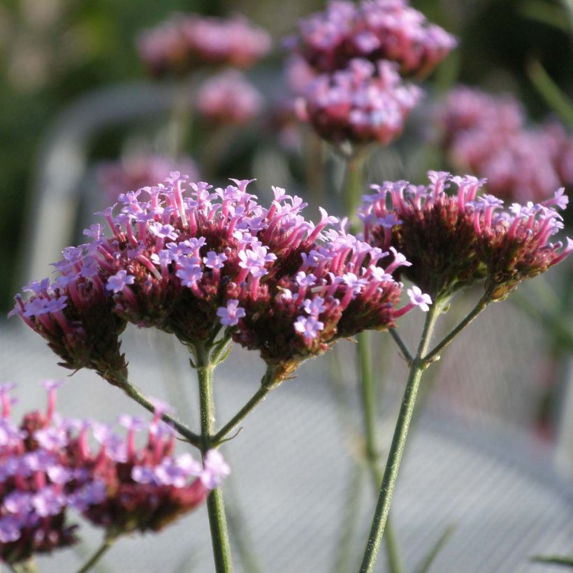 Verbena di Buenos Aires Lollipop (Flowering)