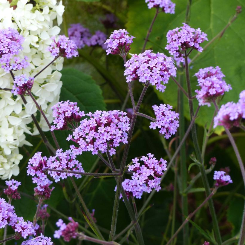 Verbena di Buenos Aires Lollipop (Plant habit)