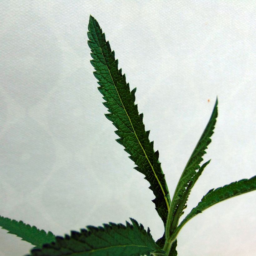 Verbena di Buenos Aires Lollipop (Foliage)