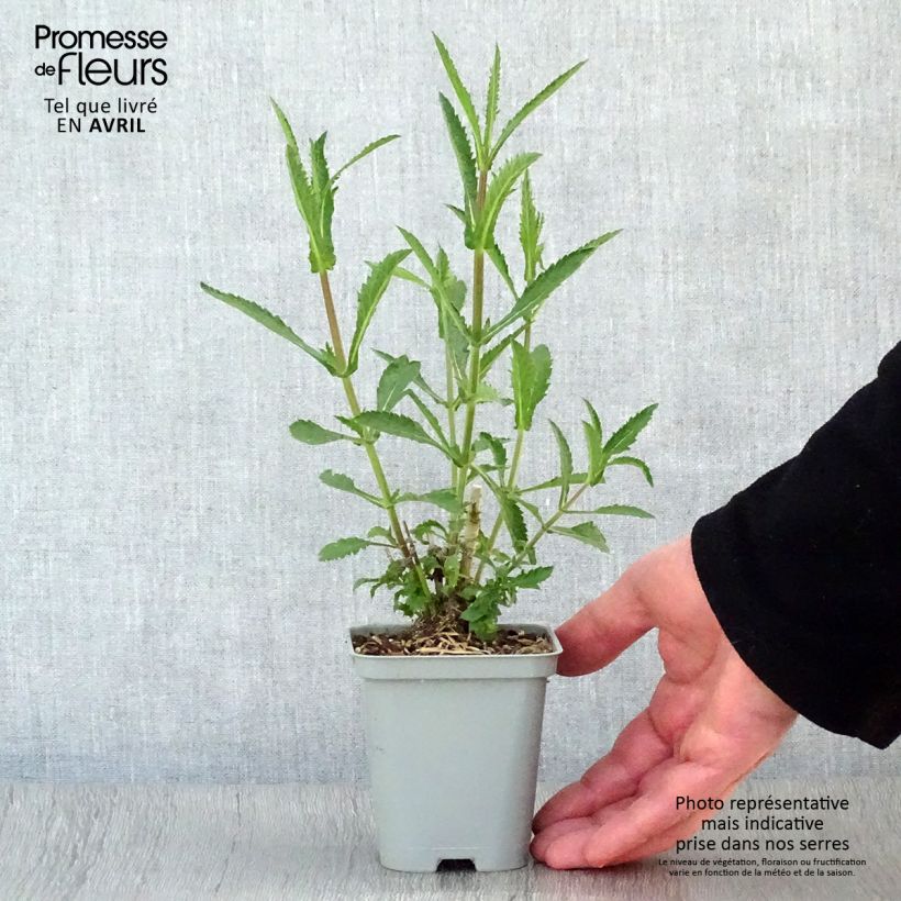 Example of Verbena di Buenos Aires Lollipop Vasetto da 8/9 cm as you get in printemps