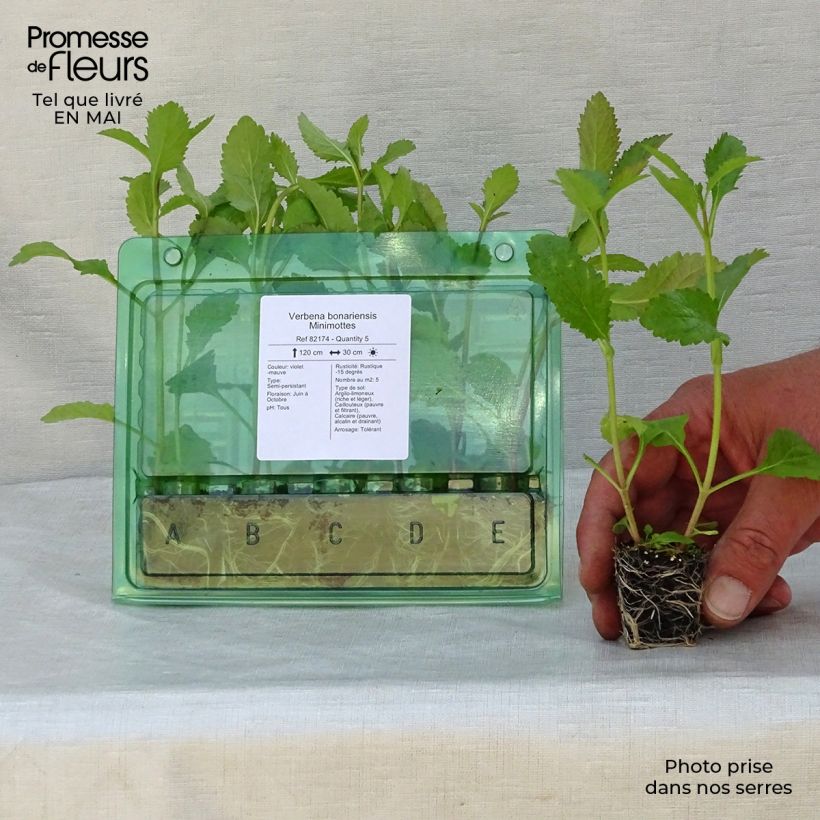Verbena bonariensis - Verbena di Buenos Aires mini zolla... esemplare consegnato in primavera