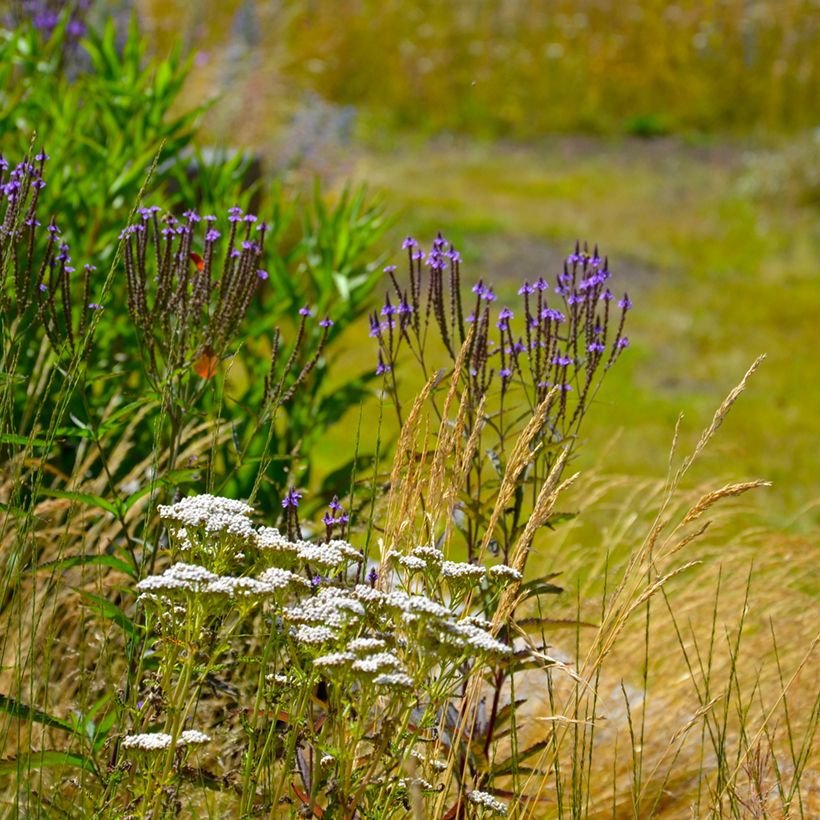 Verbena hastata Blue Spires (Plant habit)
