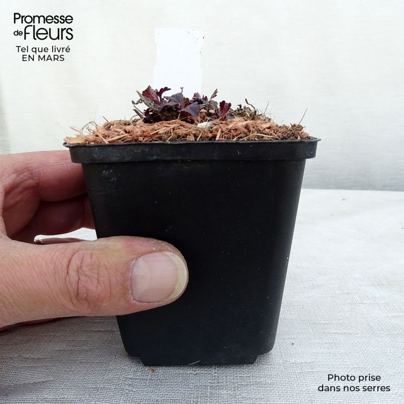 Verbena officinalis Bampton - Verbena comune Vasetto da 8/9 cm esemplare consegnato in primavera