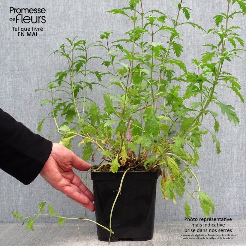 Verbena officinalis Bampton - Verbena comune Vaso da 2L/3L esemplare consegnato in primavera