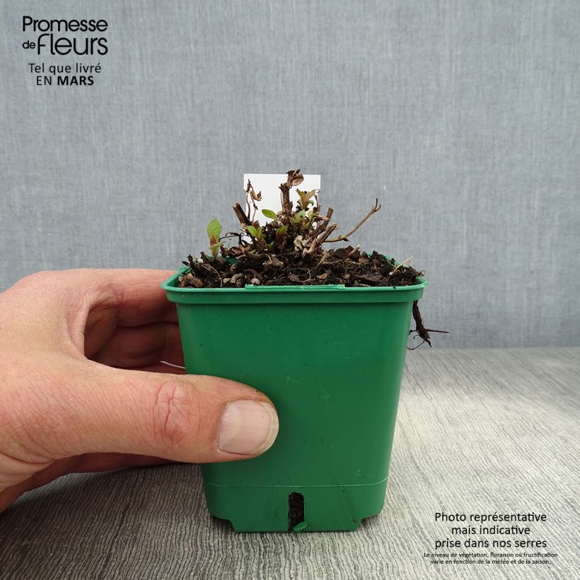 Example of Verbena rigida Venosa Vasetto da 8/9 cm as you get in printemps