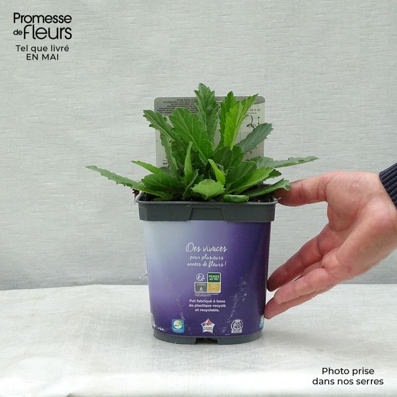 Example of Verbena rigida Venosa Vaso da 2L/3L as you get in printemps