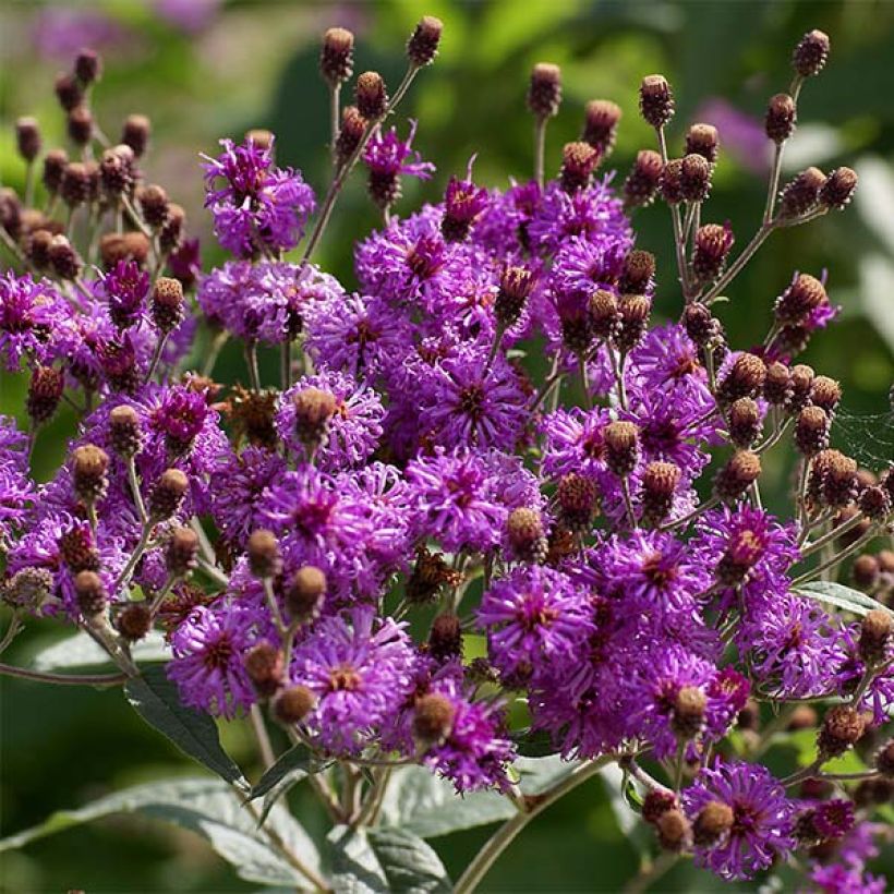 Vernonia baldwinii (Flowering)