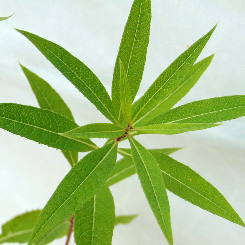Vernonia crinita Mammuth (Foliage)