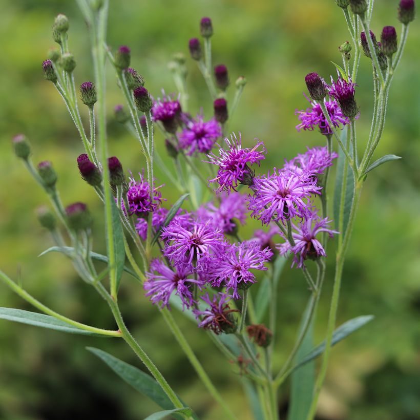 Vernonia crinita Vernonia crinita (Flowering)