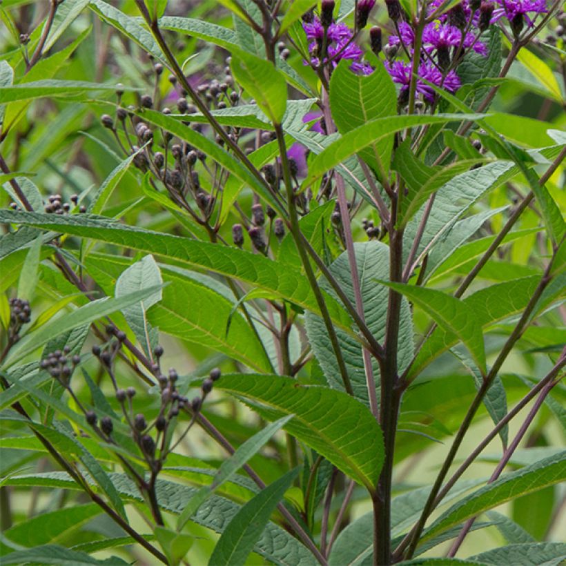 Vernonia noveboracensis (Foliage)