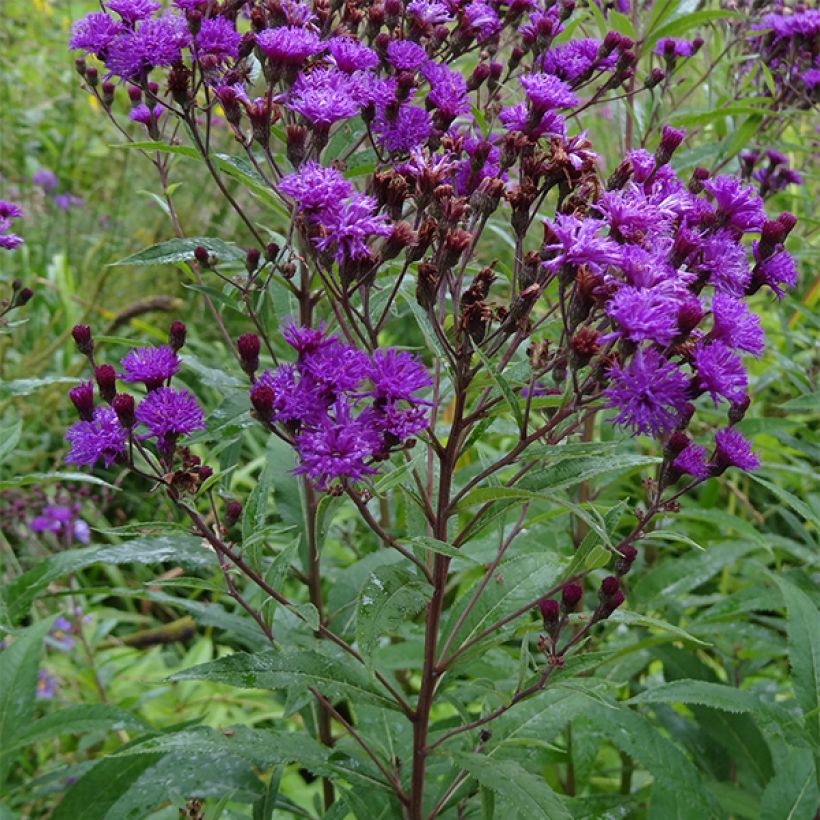 Vernonia noveboracensis (Plant habit)