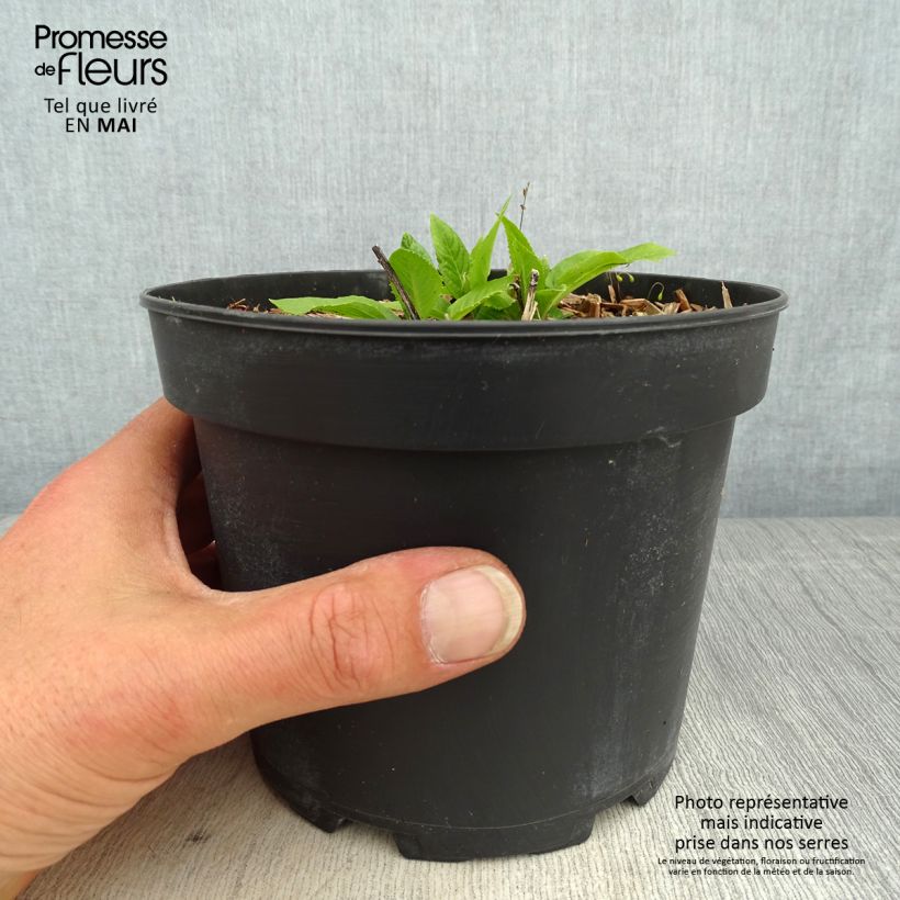 Example of Vernonia noveboracensis White Lightning Vaso da 2L/3L as you get in printemps