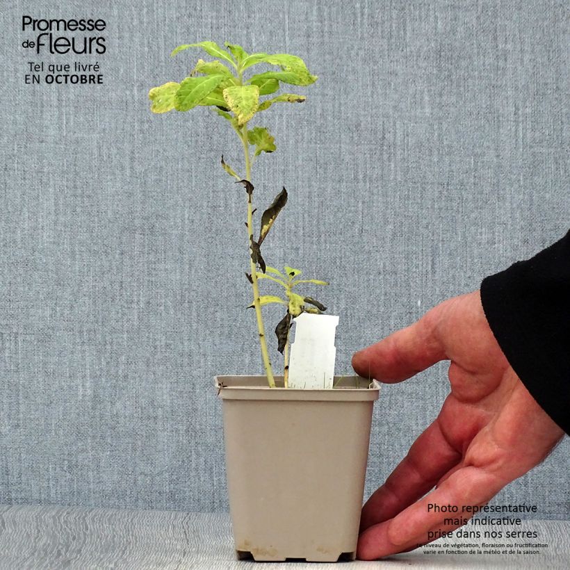 Esemplare di Vernonia noveboracensis White Lightning Vasetto da 8/9 cm come consegnato in autunno