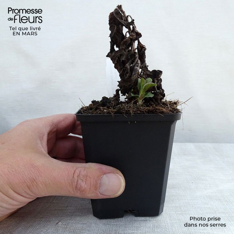 Example of Veronica Sunny Border Blue Vasetto da 8/9 cm as you get in printemps