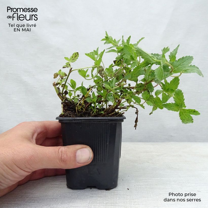 Example of Veronica austriaca Royal Blue - Veronica d'Austria Vasetto da 8/9 cm as you get in printemps