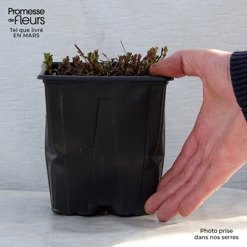 Example of Veronica austriaca Royal Blue - Veronica d'Austria Vaso da 2L/3L as you get in printemps