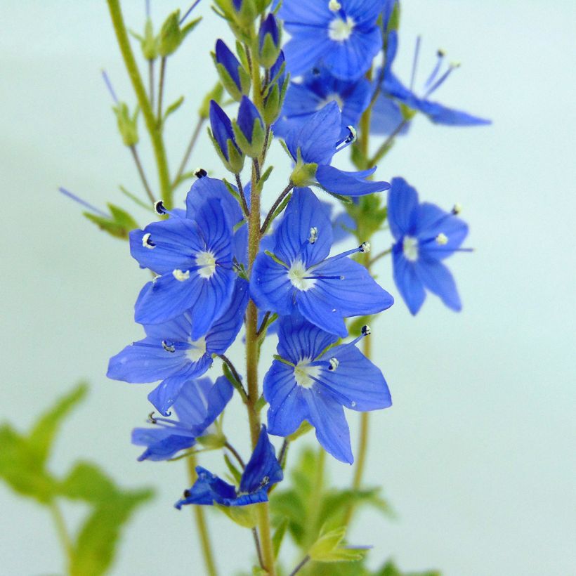 Veronica austriaca Royal Blue - Veronica d'Austria (Flowering)